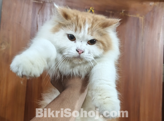 পার্শিয়ান  বিড়াল